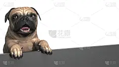 可爱的,空的,厚木板,巴哥犬,绘画插图,三维图形,在之后,张着嘴,纯种犬,贺卡