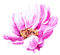 花PNG