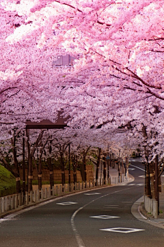 林阿屿采集到繁花