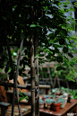 青城山盛产竹子，作为一个酷爱各种笋子的人，每当这种本地小笋上市的时候，其它笋子成了浮云了，每年的第一顿必是风干肘子炖上一锅小笋汤，鲜。 ​​​​
