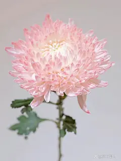 临港隔离中心的第八天 2022年4月13日 #方舱隔离日记# 昨晚睡得不怎么好。夜里醒了好几次，有点热，都热出了汗。 早上5点半护士就喊我们做了来隔离中心的第六次核酸检测了，鼻拭子，今天的不疼，终于换右边的鼻孔了，左边的那个鼻孔快顶不住啦！ 起床上厕所和洗漱，今天早饭要晚一点。量了一下体温，37.2，比昨天高一点，可能有点着凉了，早上打了喷嚏，应该多穿一点衣服的。 上午又有些朋友可以出院了，真好。 我问了我的医生我昨天的核酸结果出来了没，能不能出院，他说让我再等等。好吧，那就再等等吧。 下午有点困，应该是