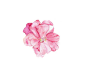png手绘 彩绘 植物 绿叶 花朵素材  粉色 单只