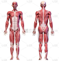 人体，全身材男性肌肉系统，正面和背面视图.
