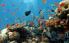 海底世界动态壁纸的搜索结果_360图片搜索
