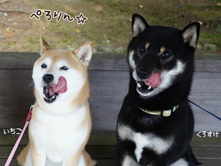 #柴犬#shiba is angel