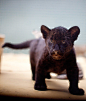 BABY JAG     A beautiful black jaguar cub walks around at the Berlin Zoo. He is one of three babies that mother Kiara delivered last April. Looks like he's still getting used to his legs!