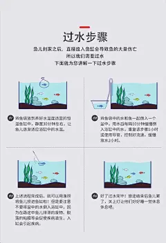 长尾桃心金波子球体阿凡达蓝波子荷兰凤球短鲷鱼种鱼热带鱼淡水鱼-淘宝网