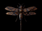 Engraved Entomology : A series of personal explorations combining genetic mixology infused with a hint of pattern design.Resulting in a collection of digital wallpapers and print artwork.Enjoy and thank you for viewing. 