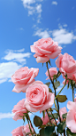 adamslee_Commercial_photography_pink_rose_background_blue_sky_A_ac096fcf-5e7b-4017-b944-a703dbc6abc4