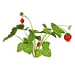 花枝花草免抠PNG图片素材（第⑤集)