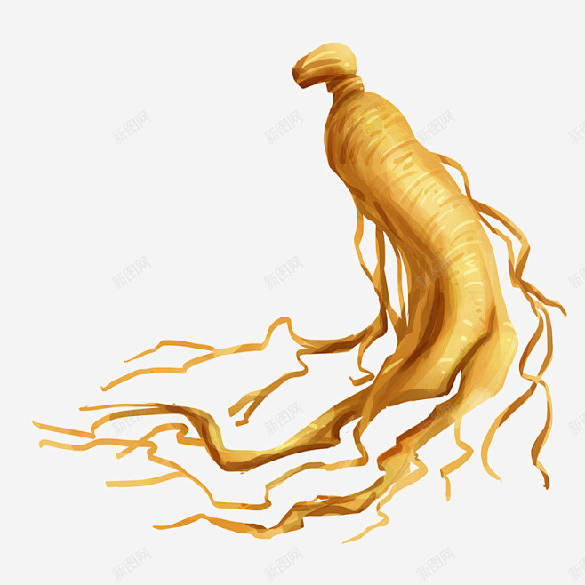 秋季滋补养生黄色系人参高清素材 人参 养.