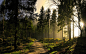 beautiful-pine-forest-wallpaper-13629-14228-hd-wallpapers.jpg (1920×1200)