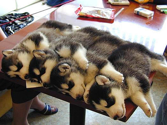 Most Adorable Cute A...