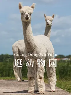 地点动物园词卡风景简约风plog模板