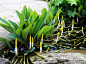 Orontium aquaticum，金棒花，天南星科植物，上海辰山植物园水生园有种植。