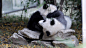 熊猫家园-pandapia
#14级熊猫宝宝班成长直播##熊猫gif# 星愿曾经和灰灰在石头堆结下梁子，不过他们事后怎么样了帮主倒不是很在意[偷笑]只是感叹，灰灰怎能这么肥软呢[哈哈]