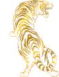 金边虎