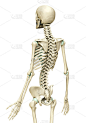 3d渲染，医学上精确的骨骼系统的插图