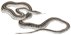 HTC_Heritage Library_SnakesElement 1