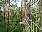 Go Ape Tree-Top Obstacle Course at Alice Holt Forest in Surrey | OneTravel