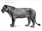 动物骨骼肌肉解剖图：狗，狮，马 1280PX[30P] (24).jpg