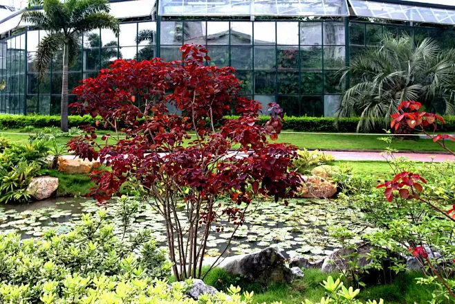 肖黄栌，紫锦木（Euphorbia cotinifolia L.）为灌木，叶染褐红色，作为观叶植物极似漆树科黄栌，故名肖黄栌。其实只需折断枝叶 ...