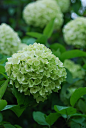 #花瓣花语录#绣球花 学名：Largeleaf Hydrangea属忍冬科，落叶灌木或小乔木。花期4-5月，花初开带绿色，后转为白色，具清香。因其形态像绣球，故名。全株均具有毒性，误食茎叶会造成疝痛、腹痛、腹泻、呕吐、呼吸急迫、便血等现象。