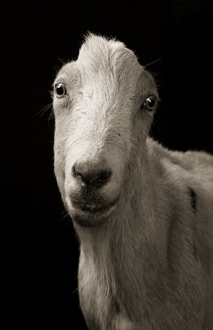 雄伟的黑白山羊&绵羊室内肖像 | 美国摄...
