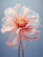 花卉摄影​，大花瓣，透明薄纱材质