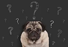 点击来源直接获取大图文件 |closeup of pug puppy dog sitting in front of  blackboard sign with hand drawn chalk question marks