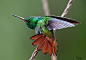 Rufus Tailed Hummingbird