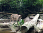 二游新加坡动物园：美洲狮，目测是整个动物园里最有杀气的了，其他猛兽都像大猫~