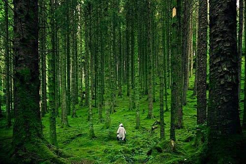 在绿色的森林树木之间行走的人