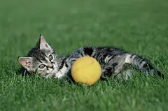 宽屏可爱猫咪写真桌面高清壁纸桌面壁纸2