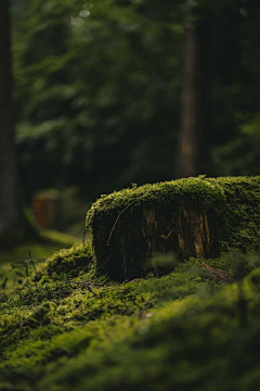 禾叶_采集到背景
