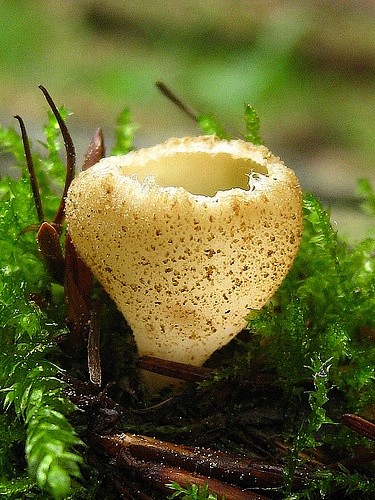 Toothed Cup Fungus (...