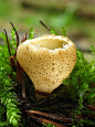 Toothed Cup Fungus (Tarzetta Cupularis)