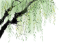 中国古风水墨柳树柳枝PNG免抠透明图片 后期美化背景装饰设计素材 (24)