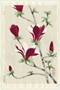 Original Nisaburo Ito (1910 – 1988) Japanese Woodblock Print. Magnolia.