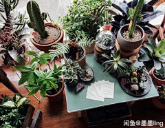 luWJXsrU采集到家中有花草