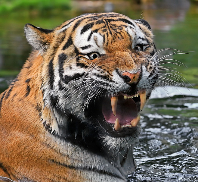 Tiger (357)