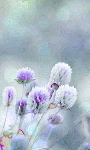 唯美粒子小花动态壁纸 GIF