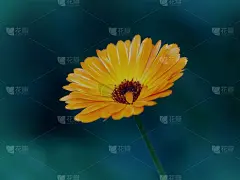 美丽的橙色雏菊的惊人特写