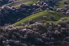 最美丽最大的野杏花是在新疆新源县吐尔根乡北山坡有一片天然野生杏花沟，此处的杏树属天然原始杏林。因山地河谷的冬季逆温气候而遗存下来，整个半山腰均被野杏树覆盖。每年春天杏花盛开时节，北山坡在初绿的背景下，被鲜嫩的、淡淡的粉色所渲染，即有大气磅礴的场面，又有形单影只的妩媚，是摄影人拍摄杏花的胜地。携手走入杏花沟，你会为这迷人的春景所倾倒。