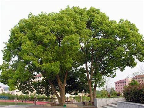 香樟树