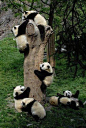 #Baby #Pandas at #Play!!!