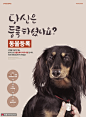 动物登记义务狗牌身份认证萌宠海报 海报招贴 动物宠物
