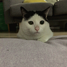 阿戈拉采集到来啊大兄弟吸口猫