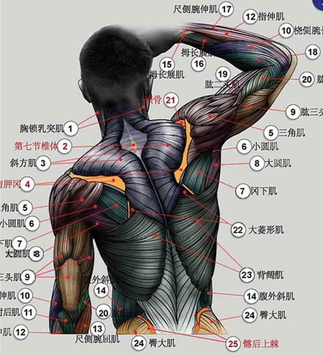 艺用美术 人体肌肉解剖详细图解 绘画漫画...