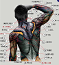 艺用美术 人体肌肉解剖详细图解 绘画漫画速写基础练习参考素材-淘宝网